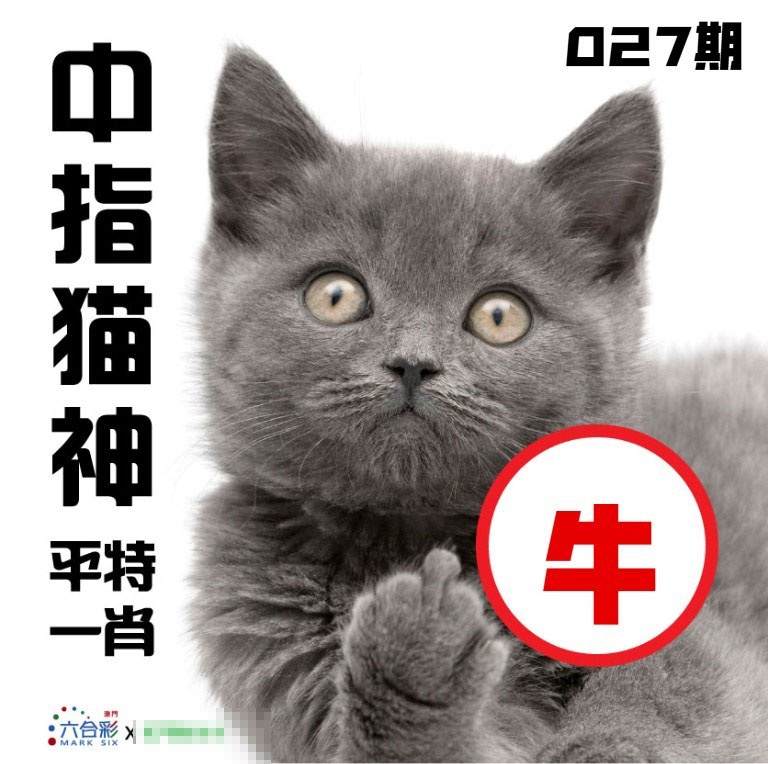 027期中指猫神[图]